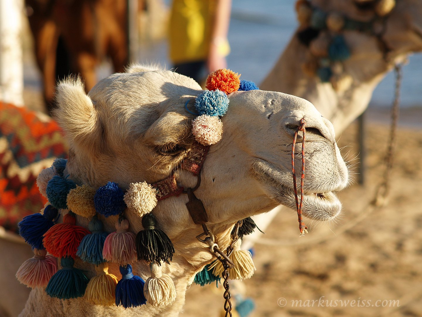 Tierwelt – Vielfalt zwischen Zoo und Natur.