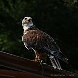 Vögel – Farben, Flug und Leben.