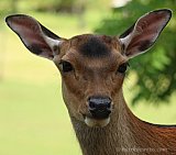 Wildtiere – Natur hautnah.