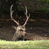 Wildtiere – Natur hautnah.