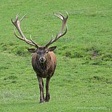 Wildtiere – Natur hautnah.